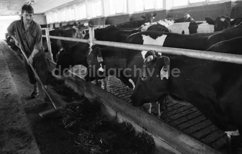 DDR-Bildarchiv: Demmin - Landwirtschaftsreportagen im Kreis Demmin 5.8. 92 Lange Umschlag 1090