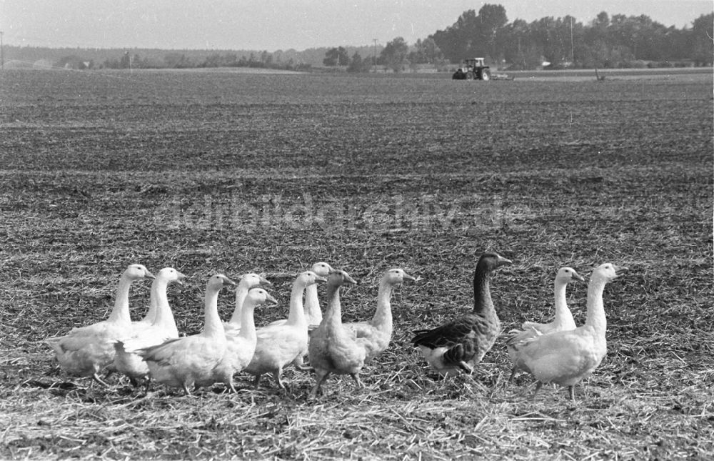 DDR-Fotoarchiv: Demmin - Landwirtschaftsreportagen im Kreis Demmin 5.8. 92 Lange Umschlag 1090
