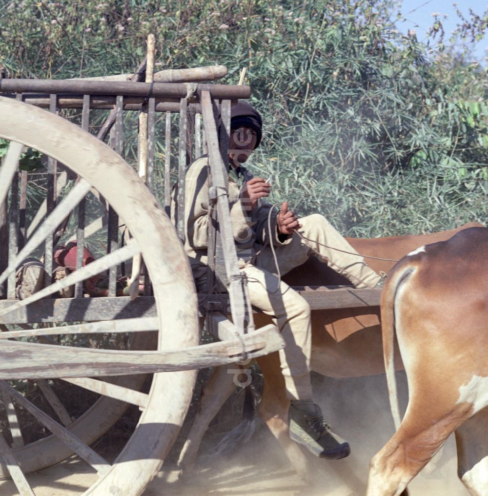 Vientiane: Laos historisch - Büffelkarren 1976