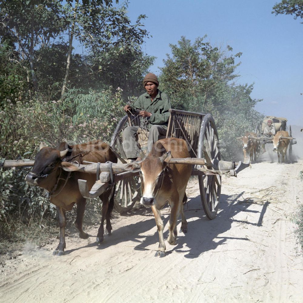 DDR-Bildarchiv: Vientiane - Laos historisch - Büffelkarren 1976