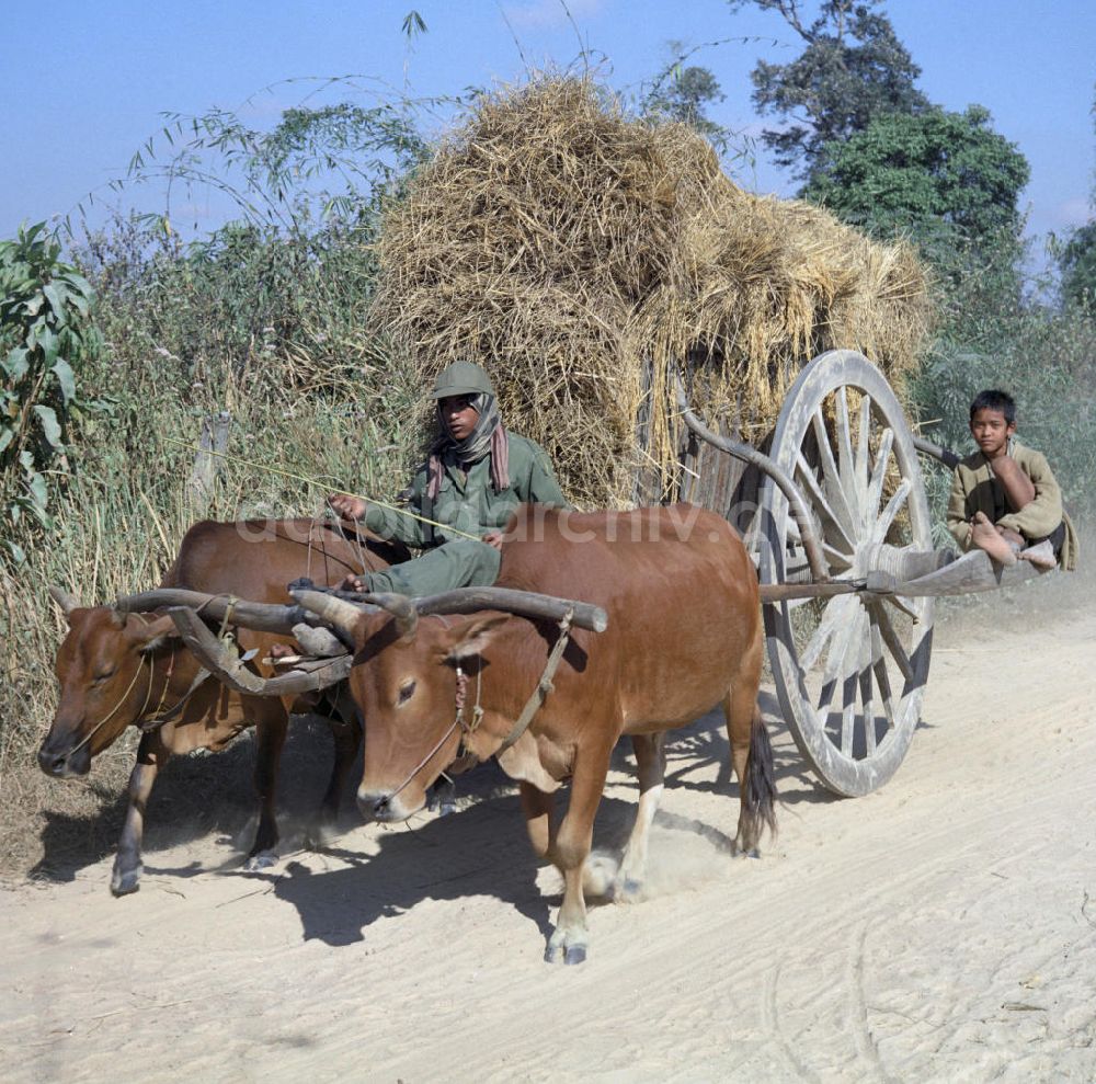 DDR-Fotoarchiv: Vientiane - Laos historisch - Büffelkarren 1976