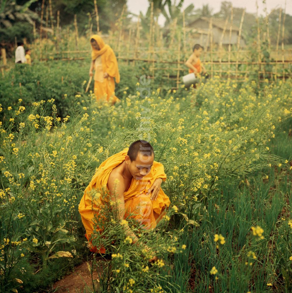 DDR-Fotoarchiv: Vientiane - Laos historisch - Buddhistische Mönche 1976