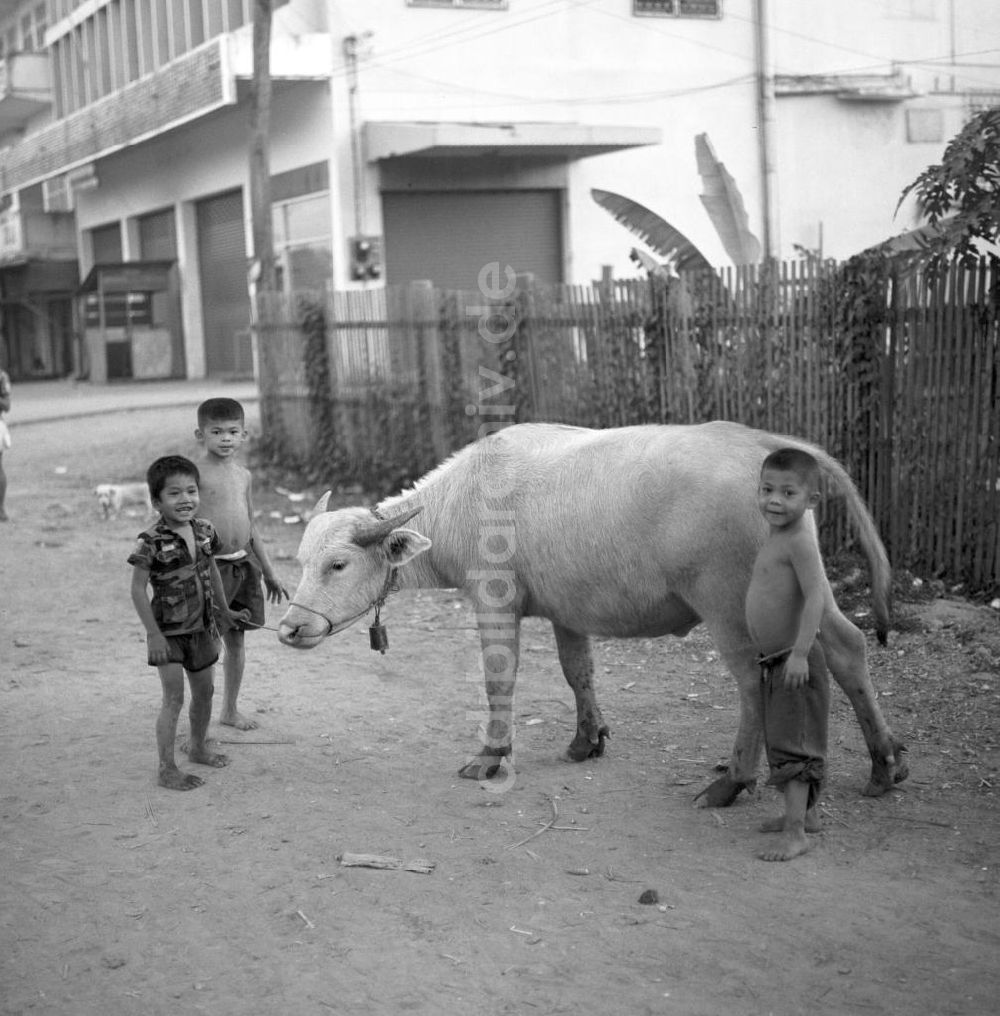 Vientiane: Laos historisch - Kinder mit Rind 1976