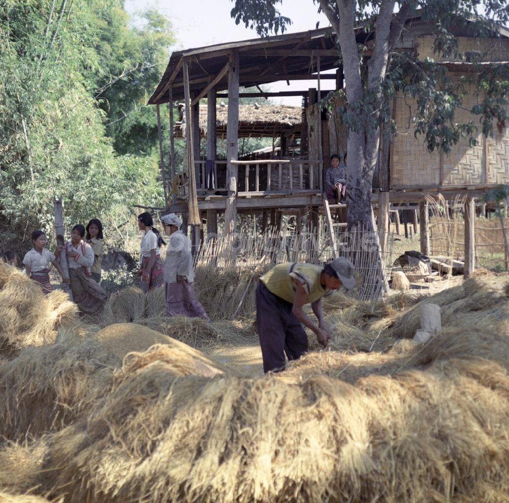 Vientiane: Laos historisch - Reisernte 1976