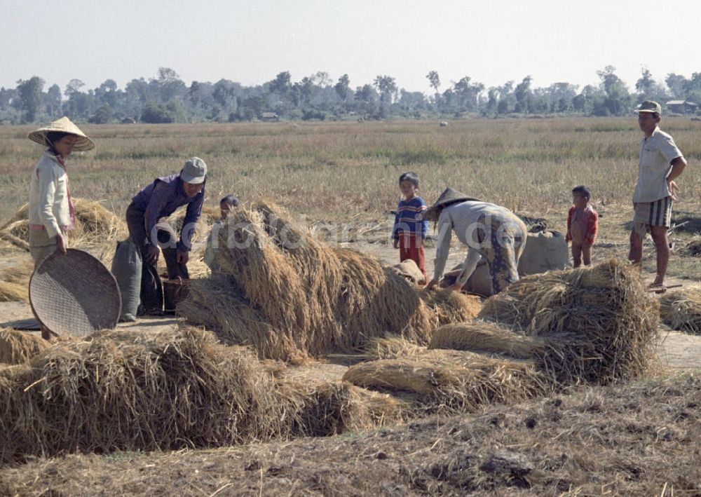 DDR-Fotoarchiv: Vientiane - Laos historisch - Reisernte 1976