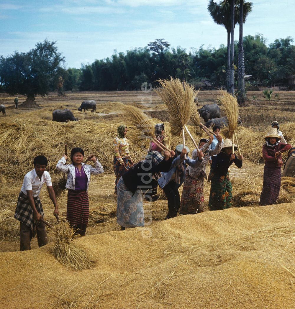 DDR-Bildarchiv: Vientiane - Laos historisch - Reisernte 1977