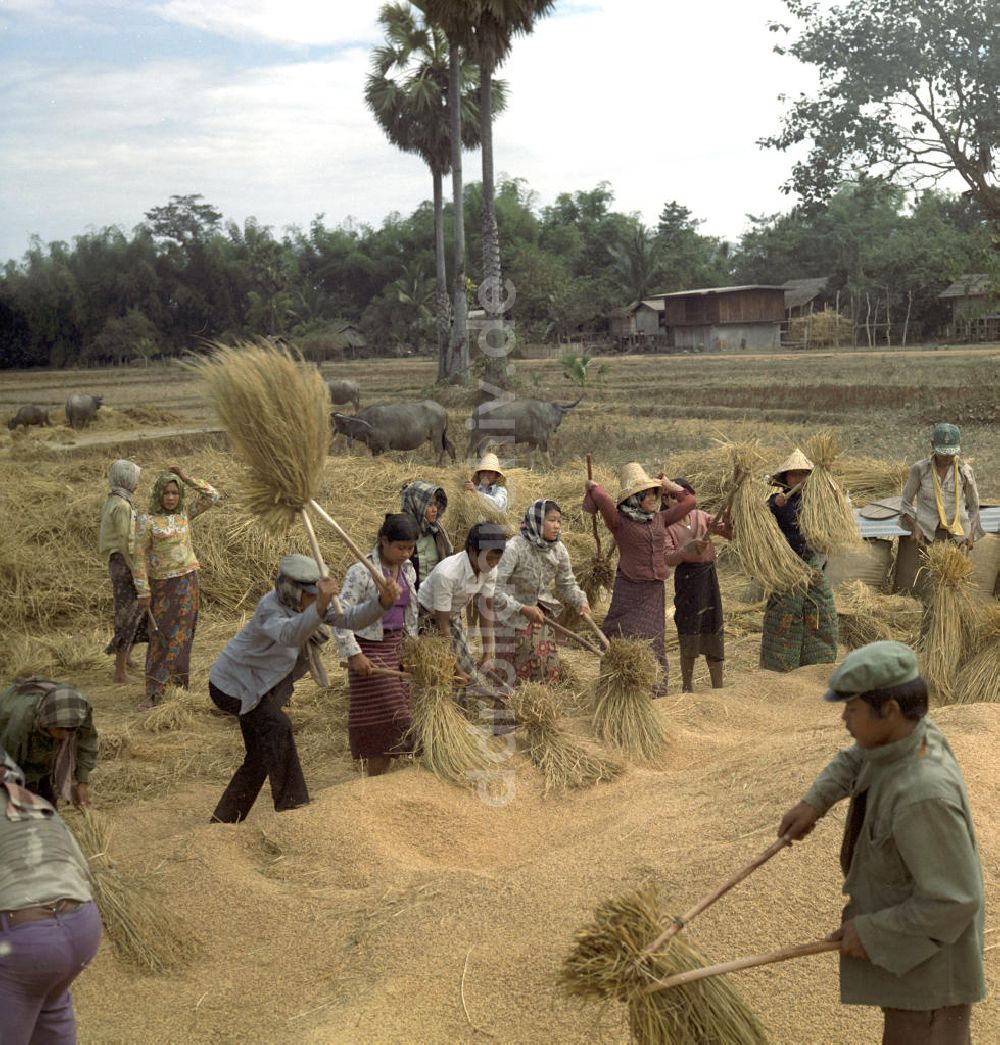 Vientiane: Laos historisch - Reisernte 1977