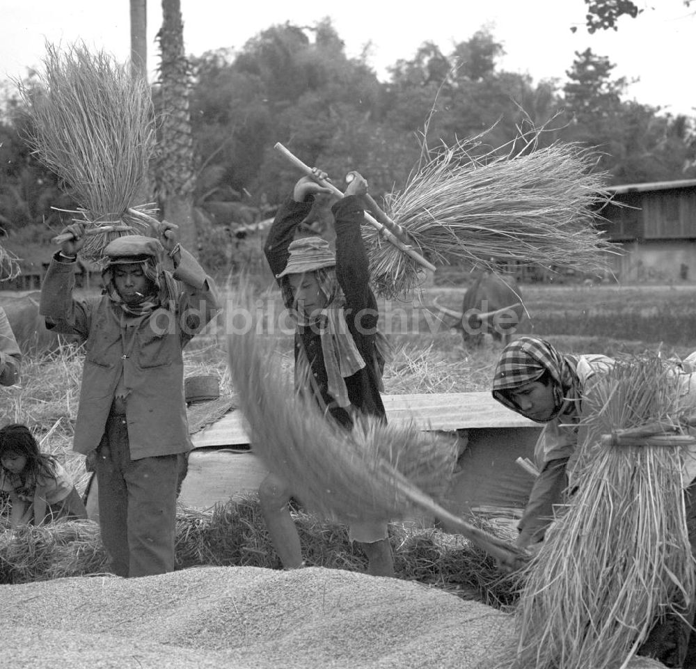 DDR-Fotoarchiv: Vientiane - Laos historisch - Reisernte 1977