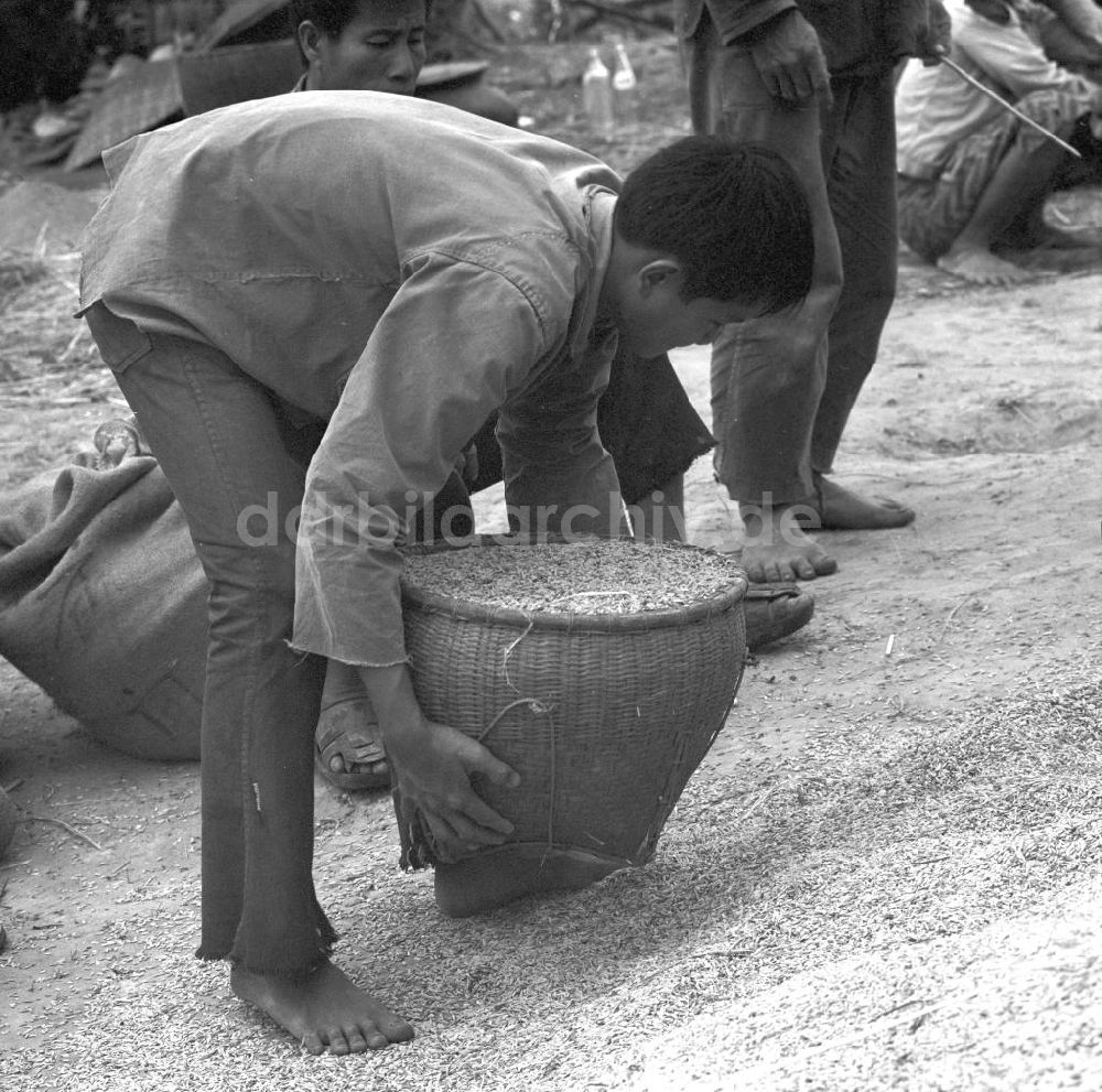 DDR-Fotoarchiv: Vientiane - Laos historisch - Reisernte 1977