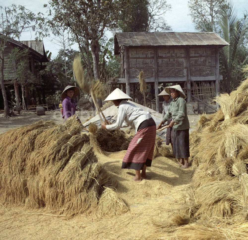 DDR-Bildarchiv: Vientiane - Laos historisch - Reisernte 1976