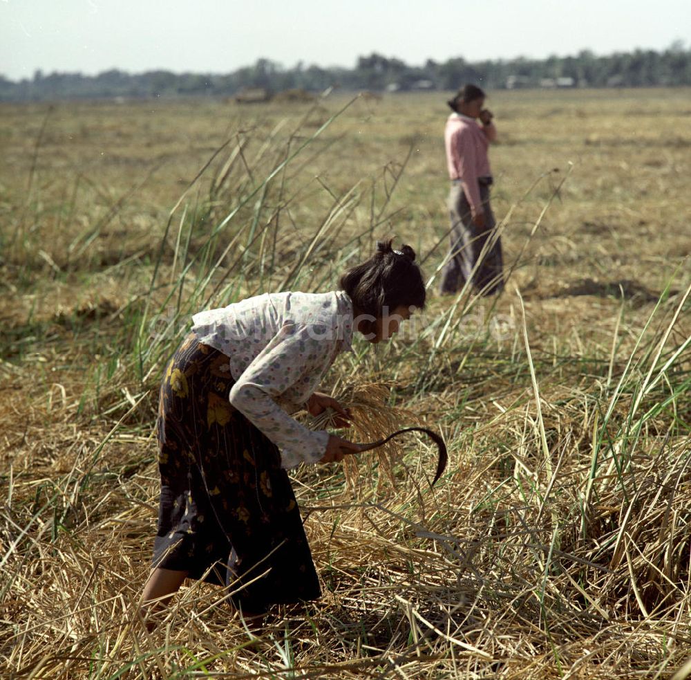 DDR-Fotoarchiv: Vientiane - Laos historisch - Reisernte 1976