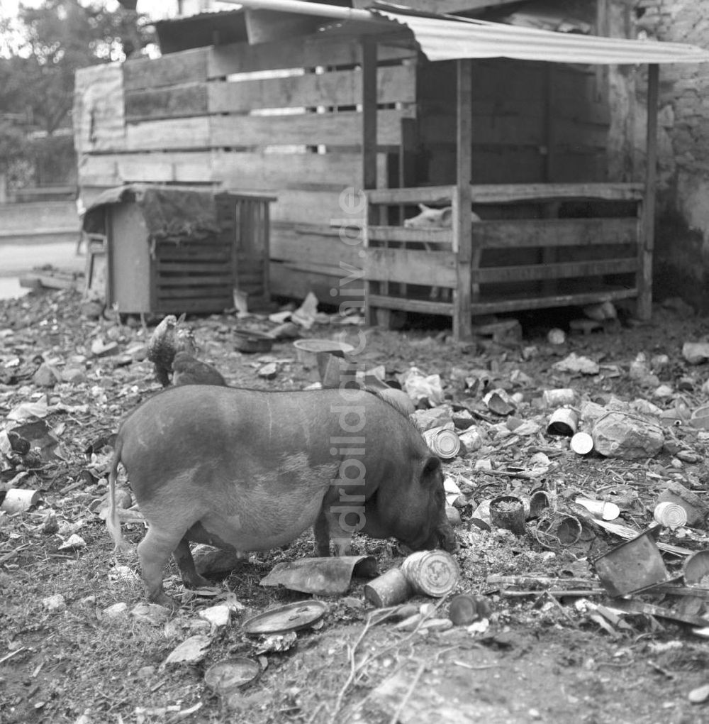 Vientiane: Laos historisch - Schwein 1976