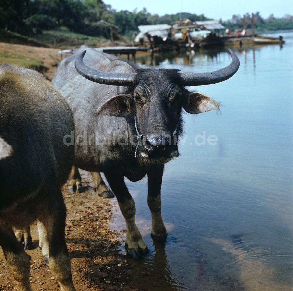 DDR-Fotoarchiv: Nam Ngum - Laos historisch - Wasserbüffel 1976