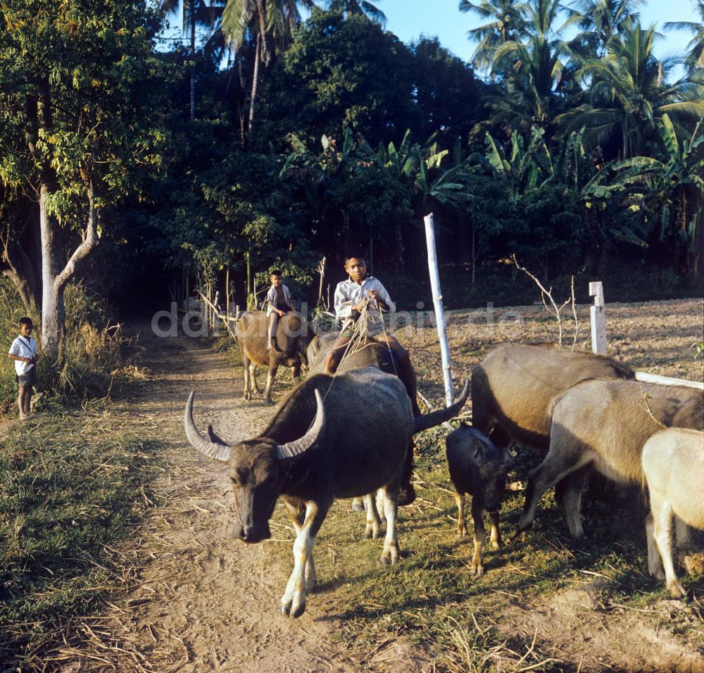 DDR-Fotoarchiv: Nam Ngum - Laos historisch - Wasserbüffel 1976