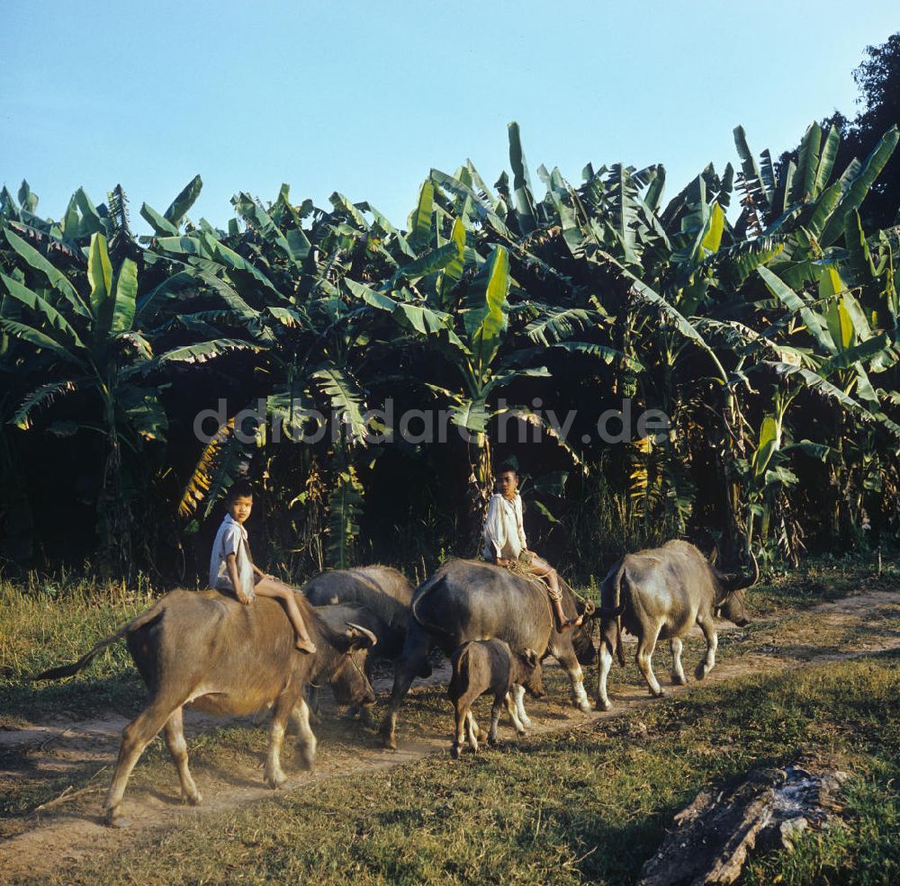 Nam Ngum: Laos historisch - Wasserbüffel 1976