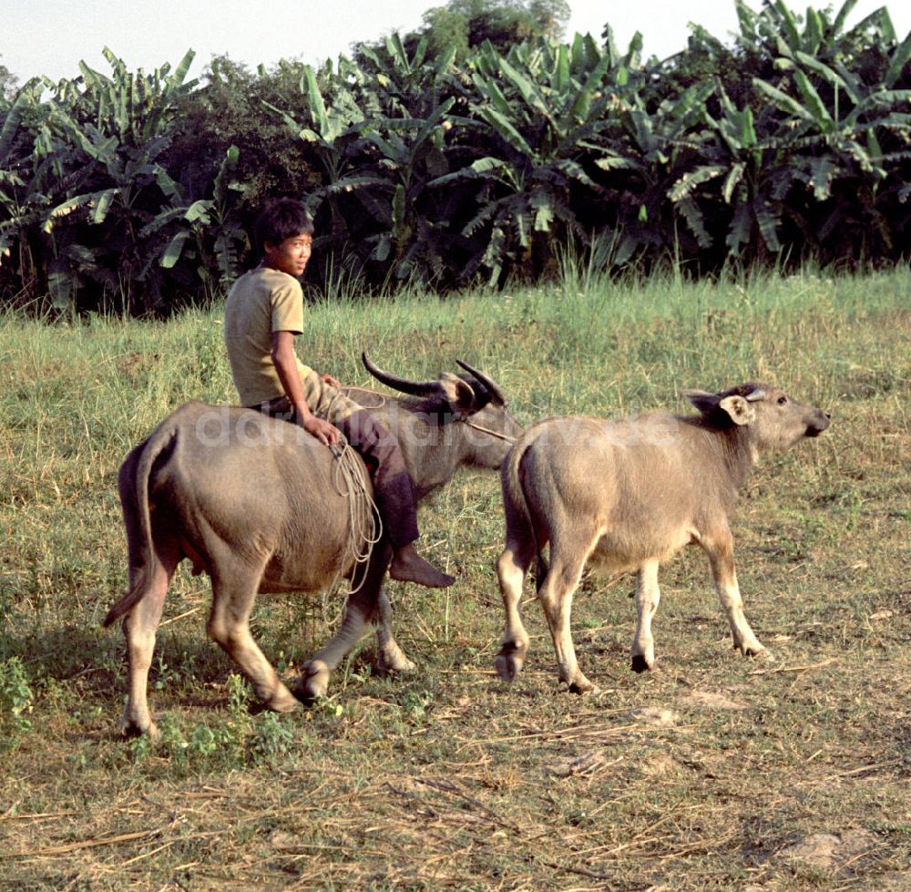 DDR-Bildarchiv: Vientiane - Laos historisch - Wasserbüffel 1976