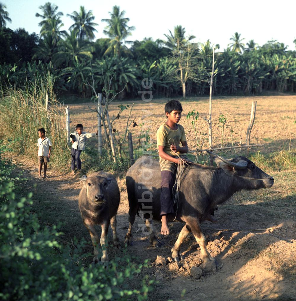 DDR-Fotoarchiv: Vientiane - Laos historisch - Wasserbüffel 1976