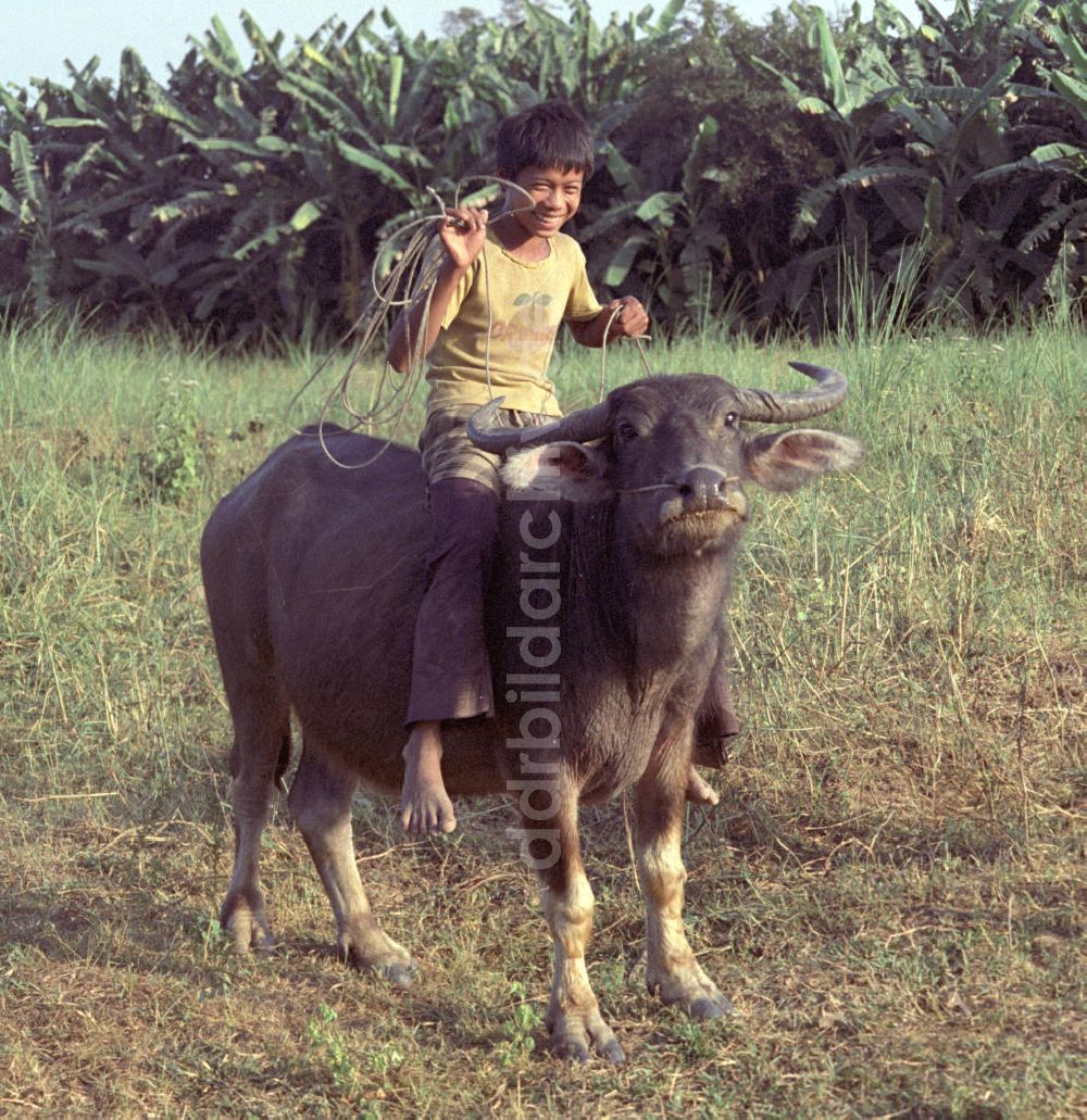 Vientiane: Laos historisch - Wasserbüffel 1976