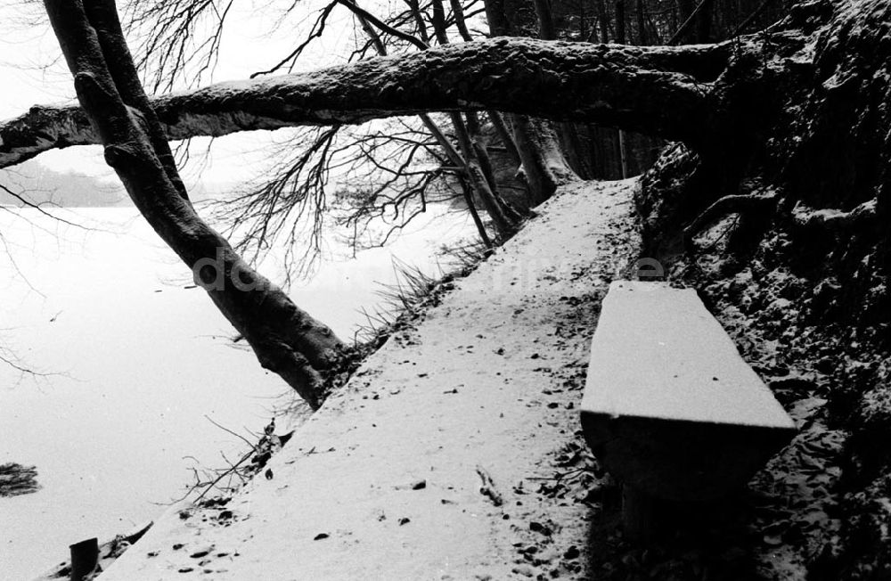DDR-Bildarchiv: Lychen - Lychener Naturpark 30.12.92 Foto: ND/Lange Umschlagnummer: 1254