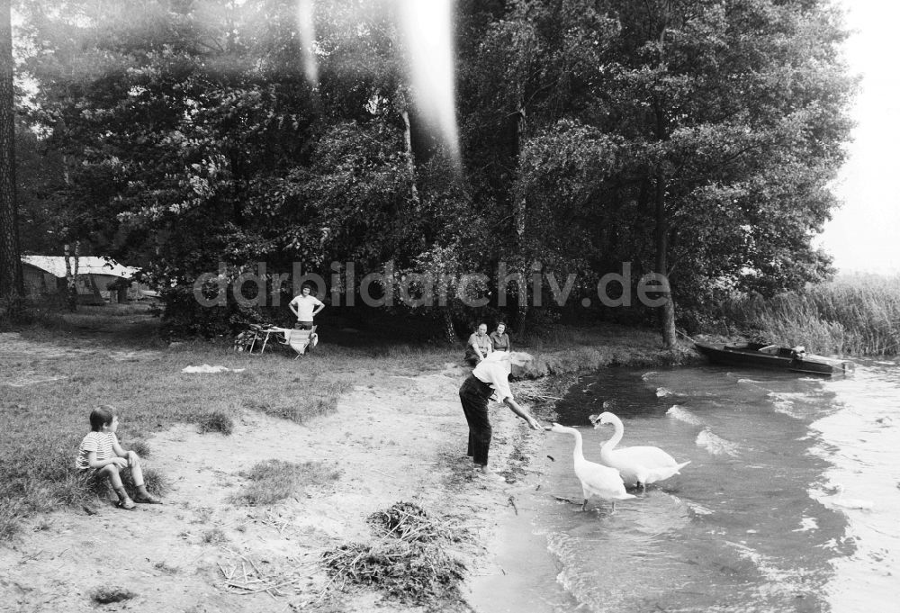 DDR-Fotoarchiv: Grünheide (Mark) - Mann füttert ein Schwanenpaar am Störitzsee in Grünheide (Mark) in Brandenburg in der DDR