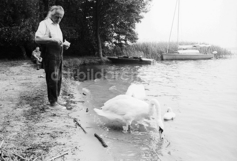 Grünheide (Mark): Mann füttert ein Schwanenpaar am Störitzsee in Grünheide (Mark) in Brandenburg in der DDR