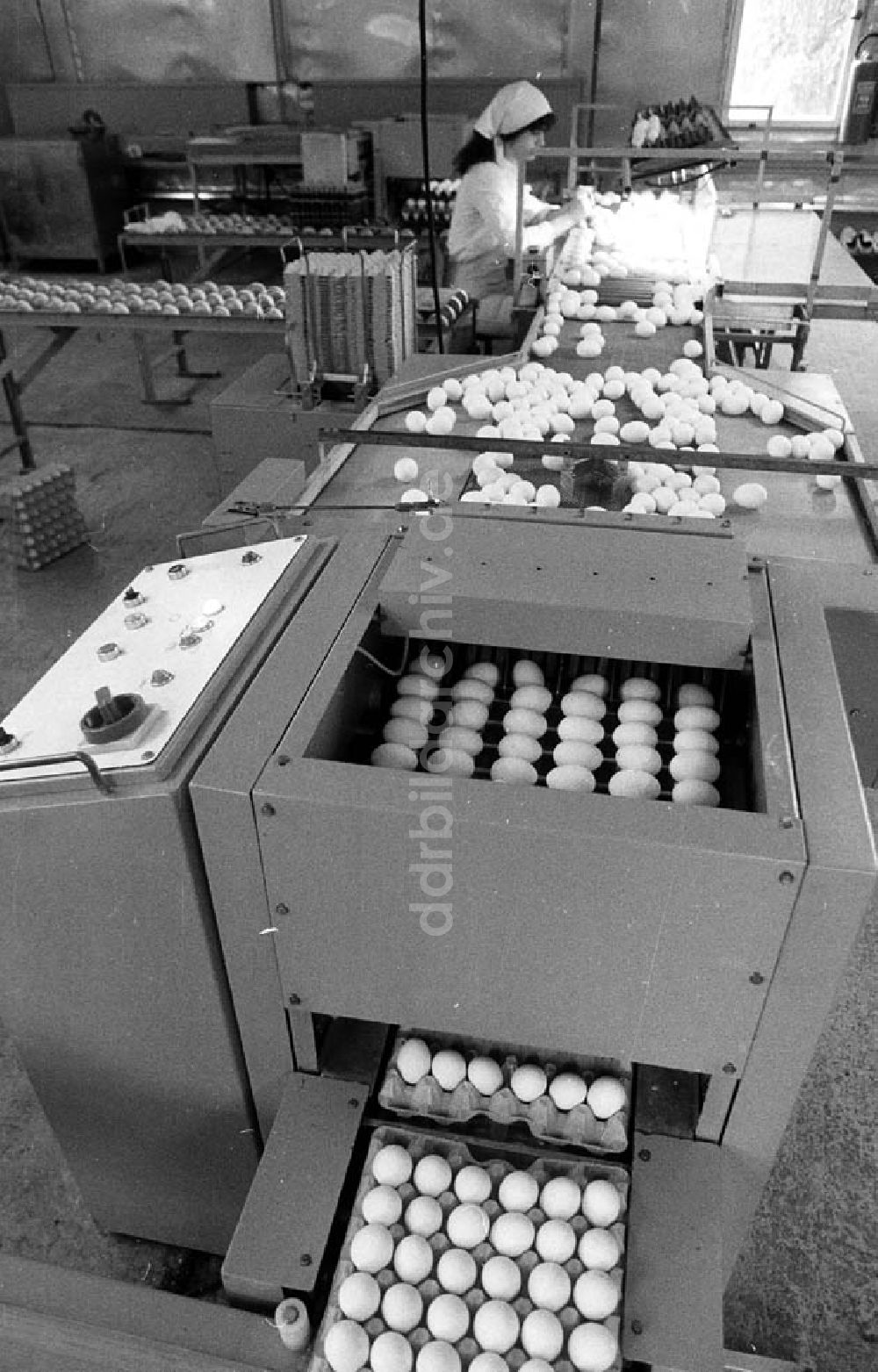 DDR-Bildarchiv: - Maschine für die Verpackung von Eiern Umschlagnr.: 1105 Foto: Fieguth