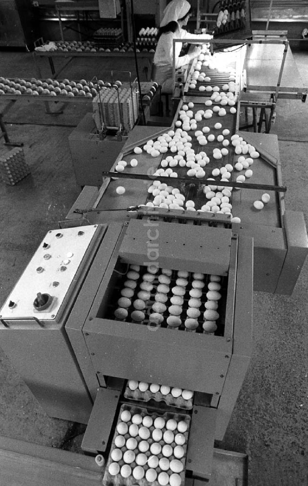 DDR-Fotoarchiv: - Maschine für die Verpackung von Eiern Umschlagnr.: 1105 Foto: Fieguth