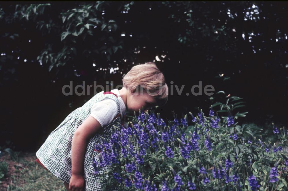 DDR-Fotoarchiv: Schkopau - Mädchen in Schkopau 1962