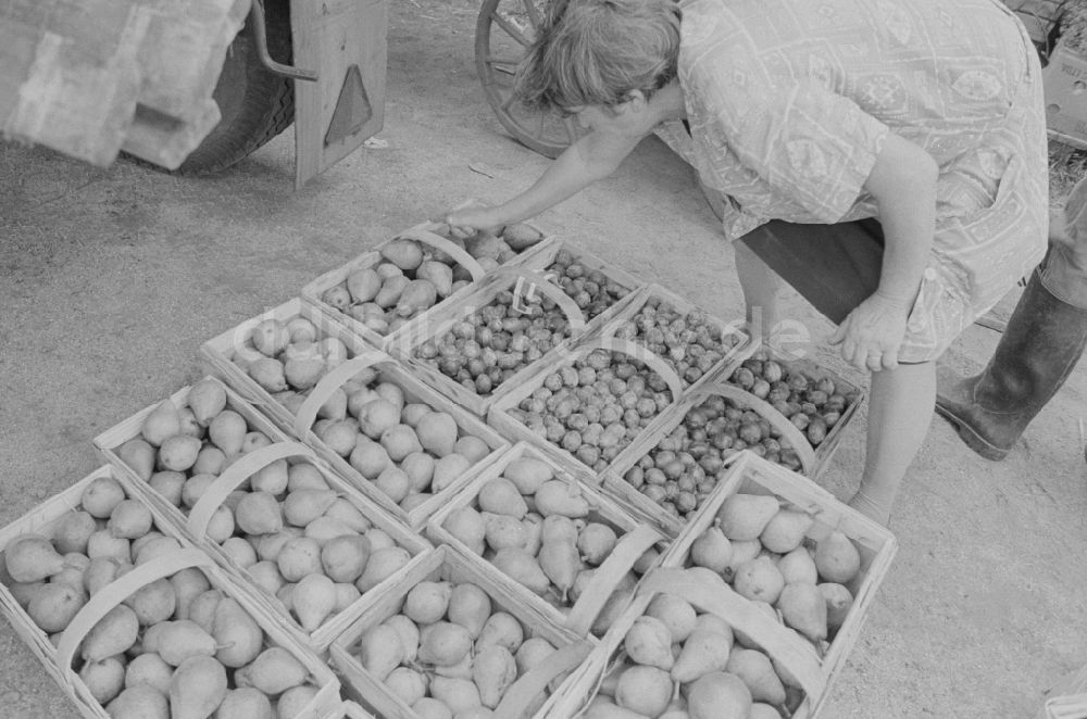 DDR-Bildarchiv: Berlin - Obst- und Gemüseankauf im Stadtbezikr Marzahn in Berlin, der ehemaligen Hauptstadt der DDR, Deutsche Demokratische Republik