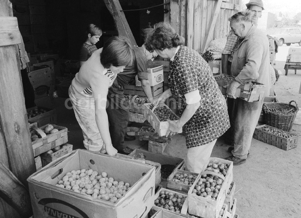 DDR-Fotoarchiv: Berlin - Obstverkauf in einer alten Scheune in Alt - Marzahn in Berlin, der ehemaligen Hauptstadt der DDR, Deutsche Demokratische Republik