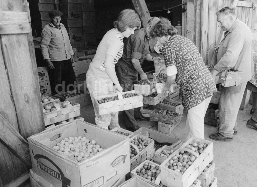 Berlin: Obstverkauf in einer alten Scheune in Alt - Marzahn in Berlin, der ehemaligen Hauptstadt der DDR, Deutsche Demokratische Republik