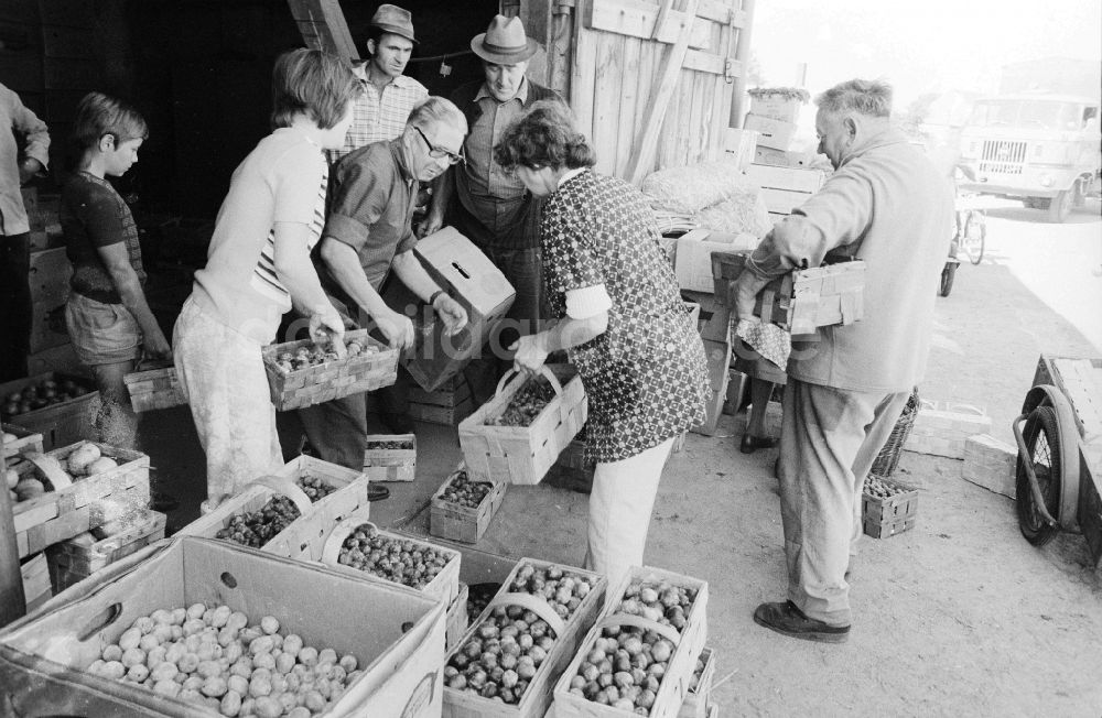 DDR-Bildarchiv: Berlin - Obstverkauf in einer alten Scheune in Alt - Marzahn in Berlin, der ehemaligen Hauptstadt der DDR, Deutsche Demokratische Republik