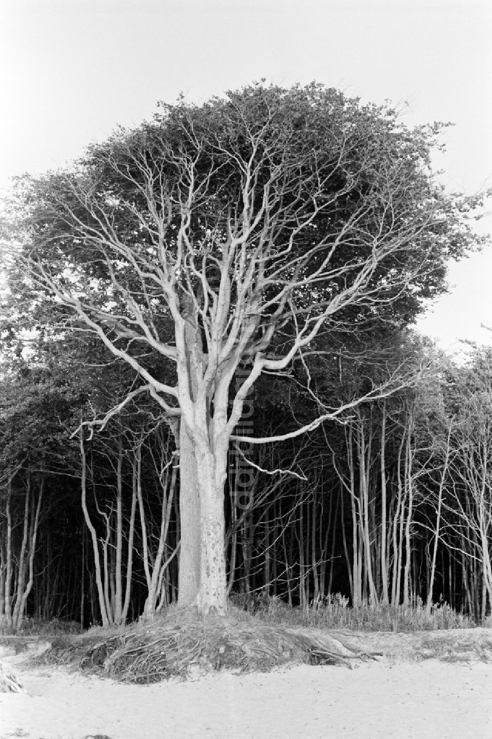 DDR-Fotoarchiv: Graal-Müritz - Ostseestrand mit entwurzelten Bäumen in Graal-Müritz in der DDR