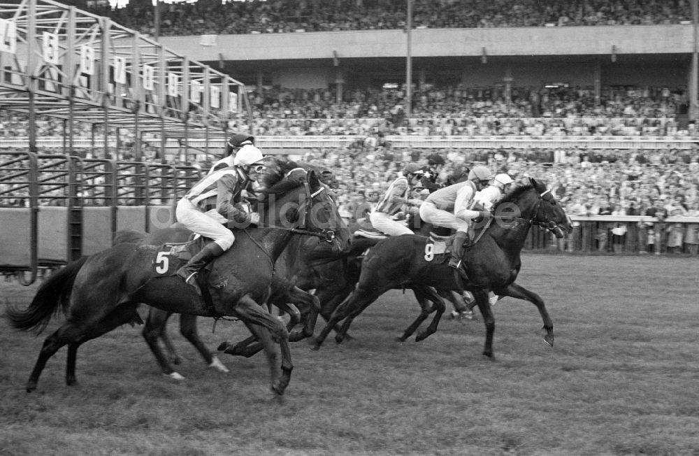 DDR-Bildarchiv: Hoppegarten - Pferde und Jockeys beim Start zu einem Galopprennen in Hoppegarten in der DDR