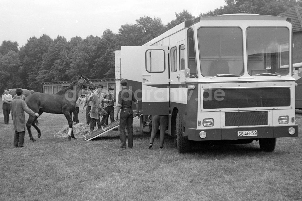 Magdeburg: Pferdetransporter in Magdeburg in der DDR