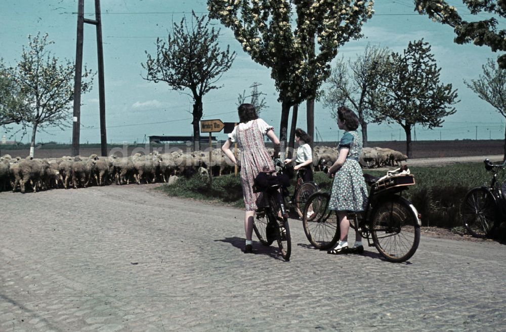 Merseburg: Radtour bei Merseburg 1944