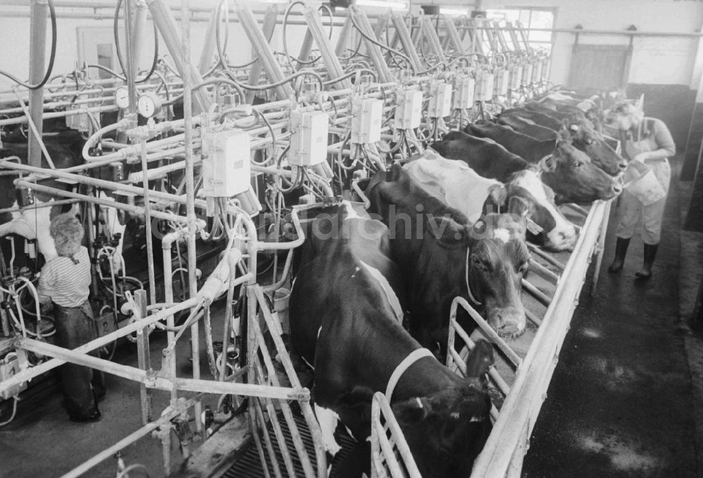 Lenzen (Elbe): Rindermastanlage der LPG “ Friedrich Ludwig Jahn / Lanz in Lenzen (Elbe) in Brandenburg in der DDR
