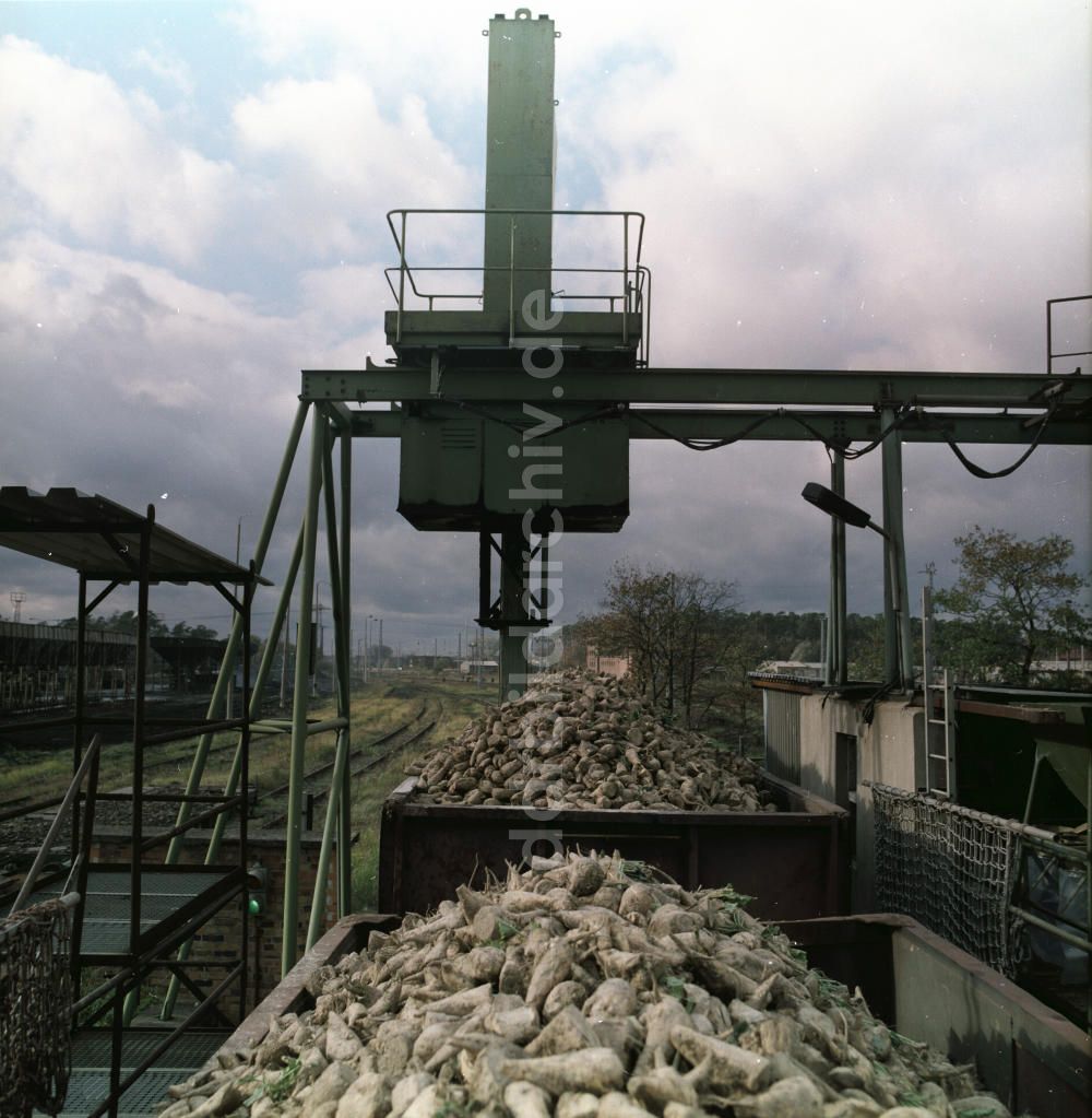 Güstrow: Rüben-Annahmestelle der Zuckerrübenfabrik Güstrow
