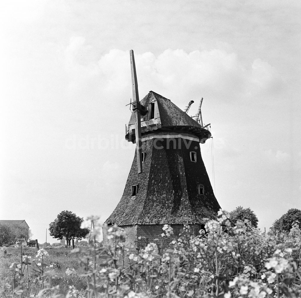 DDR-Fotoarchiv: Warnemünde - Ruine der Windmühle in Dummerstorf in Mecklenburg - Vorpommern 