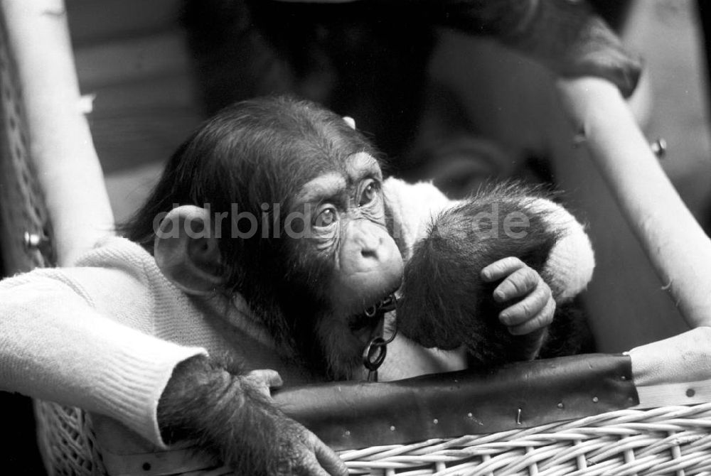 DDR-Fotoarchiv: Leipzig - Schimpansen im Leipziger Zoo 1959