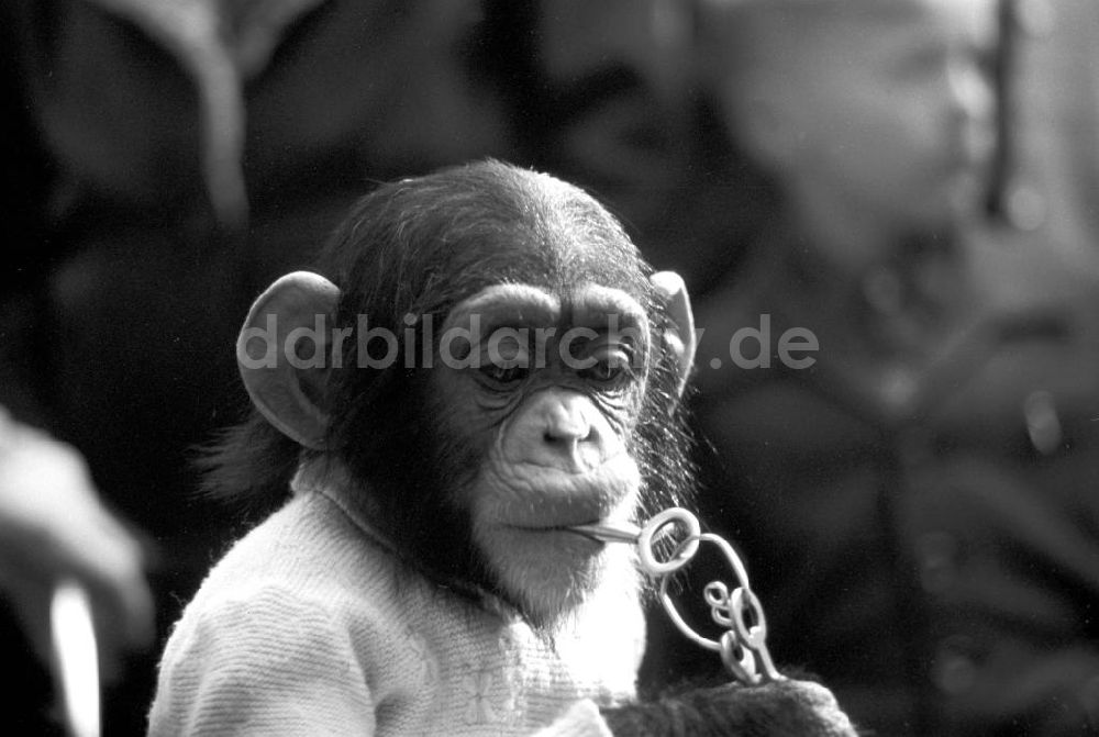 Leipzig: Schimpansen im Leipziger Zoo 1959