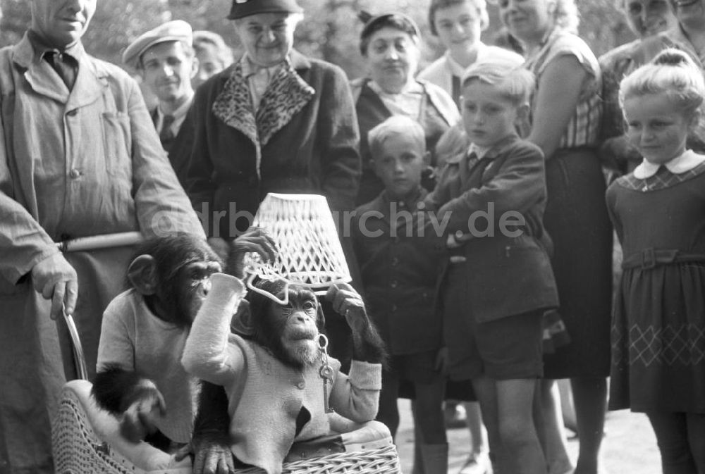 DDR-Fotoarchiv: Leipzig - Schimpansen im Leipziger Zoo 1959