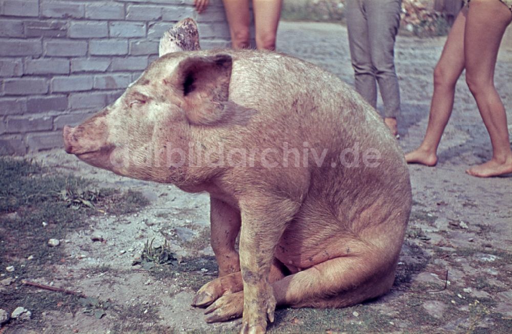 Stechlin: Schlachtung in Stechlin in der DDR