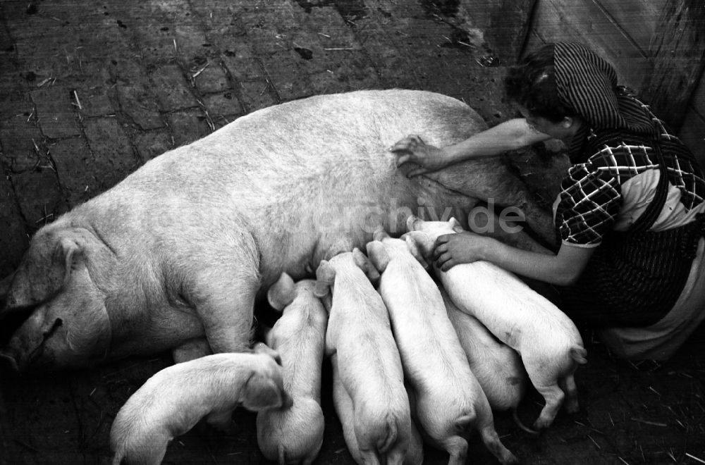 Dresden: Schweine im VEG Tierzucht Pillnitz in Dresden in Sachsen in der DDR