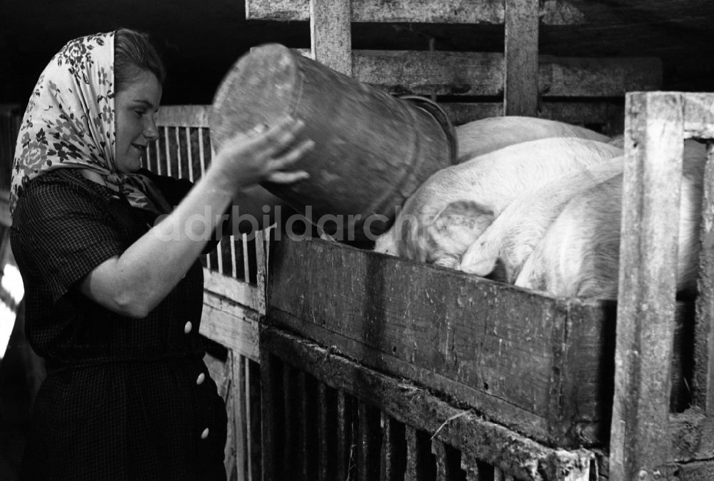 DDR-Bildarchiv: Dresden - Schweine im VEG Tierzucht Pillnitz in Dresden in Sachsen in der DDR