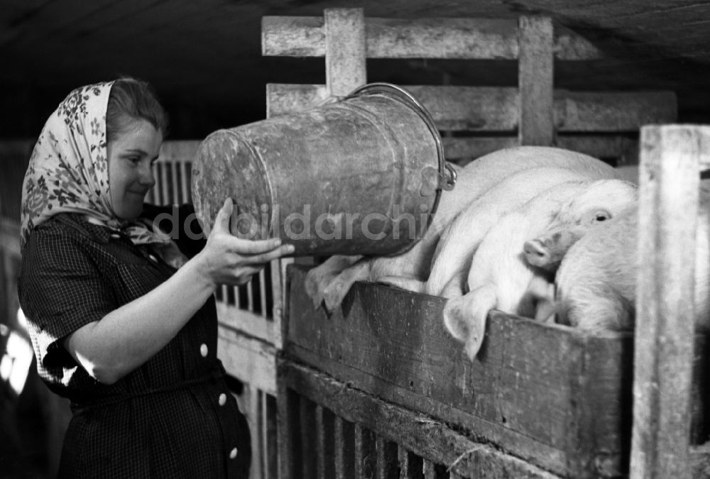 DDR-Fotoarchiv: Dresden - Schweine im VEG Tierzucht Pillnitz in Dresden in Sachsen in der DDR