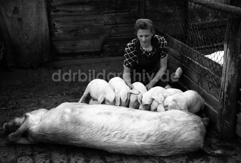DDR-Bildarchiv: Dresden - Schweine im VEG Tierzucht Pillnitz in Dresden im Bundesland Sachsen auf dem Gebiet der ehemaligen DDR, Deutsche Demokratische Republik