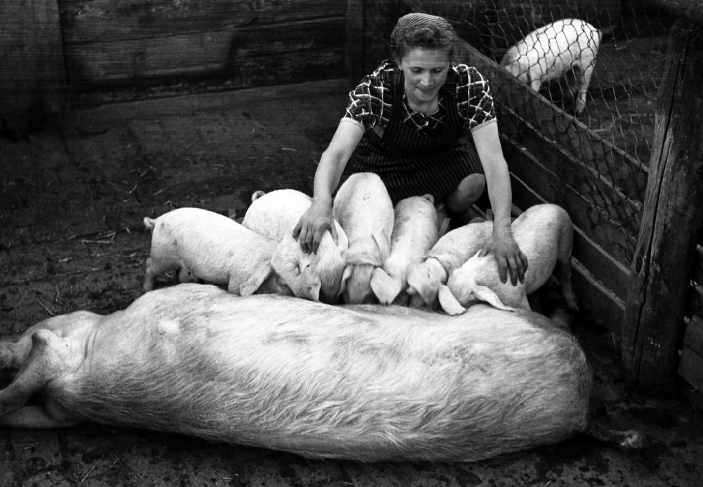 DDR-Fotoarchiv: Dresden - Schweine im VEG Tierzucht Pillnitz in Dresden im Bundesland Sachsen auf dem Gebiet der ehemaligen DDR, Deutsche Demokratische Republik