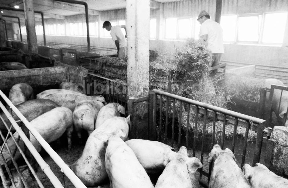 2: Schweinemast LPG I Schweinemeister Schiefelbein Foto: Winkler Umschlagnummer: 950