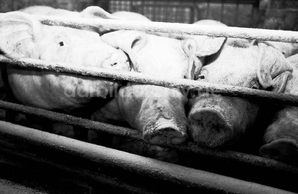 DDR-Bildarchiv: 2 - Schweinemast LPG I Schweinemeister Schiefelbein 17.07.90 Foto: Winkler Umschlagnummer: 950